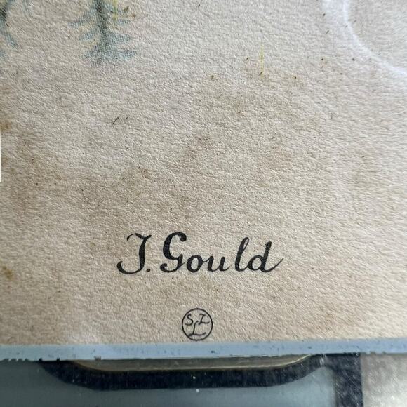 J Gould Splendid Grass Parakeet Offset Litho Print Framed - Picture 9 of 9